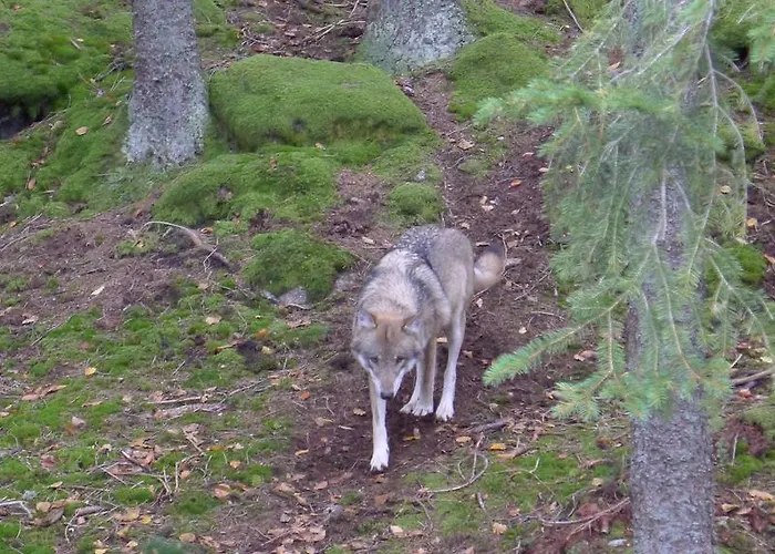 Apartmán U Lesa, 119